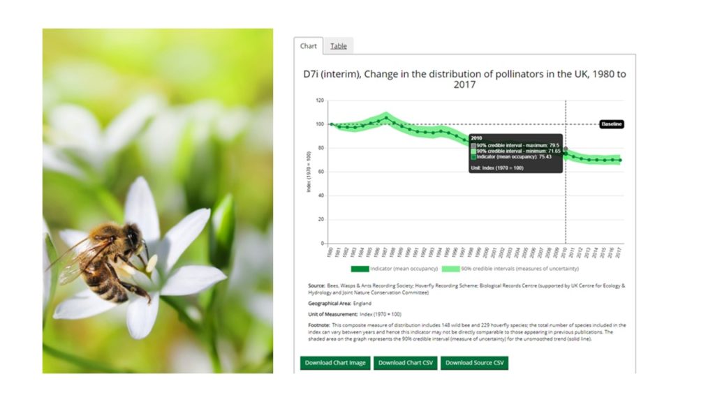 Bee landing on a white flower, next to this is a screenshot of the interactive dashboard for the outcome indicator framework 'change in the distribution of pollinators in the UK, 1980 to 2017 line graph